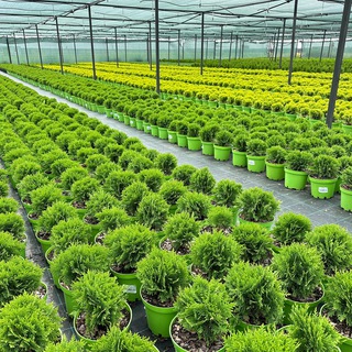 Питомник РОСТОВСАД