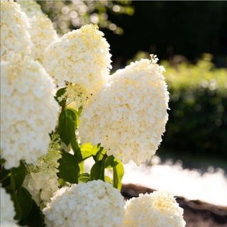 🌺Гортензии Красноярск🌺