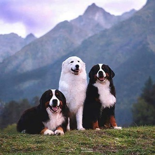 Питомник собак Маремма/Бернский Зенненхунд / «С Горы Мезмай»