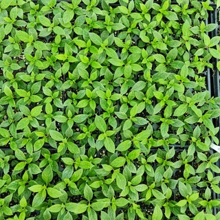 Питомник Поллард