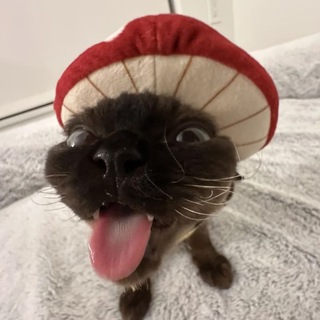 мемобстрел