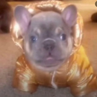 Спизж*нные мемi