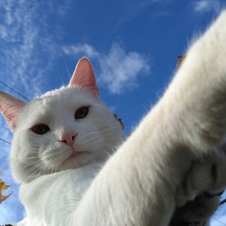 пиздатая мысль