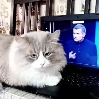 Диванная аналитика