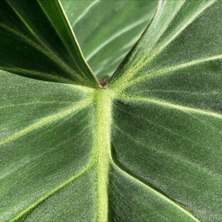 ЗЕЛЕНЫЙ БАЛАНС