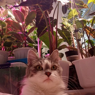 Зелёная Бездна