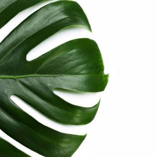 Плантагония 🌱 | Plantagonia | Клоны, семена и закупки растений |