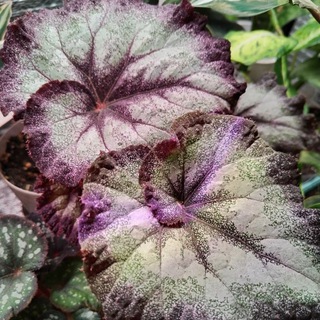 🌿Лопухи🌿