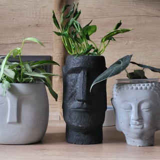 🍂🍃Plants_fans 🍂🍃| Комнатные растения