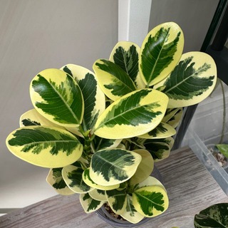 Plants_momster 🪴 О РАСТЕНИЯХ