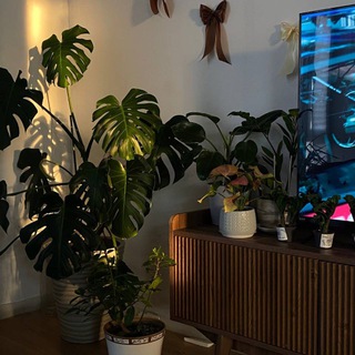 OnlyPlants🌿 | Комнатные растения