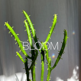 BLOOM (plants•store)🥬