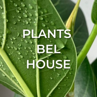 Plants Bel House