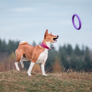 БАНК ИГР Городской собаки
