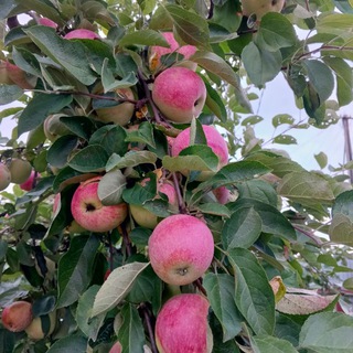 Все об обрезке плодового сада