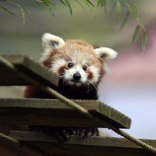 🐾 По Следам Хвостиков