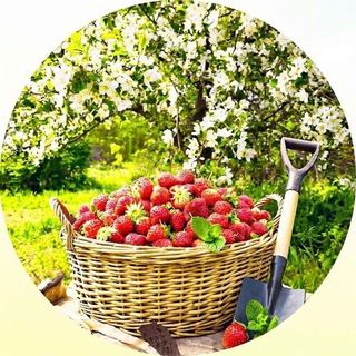 Под солнцем с лопатой