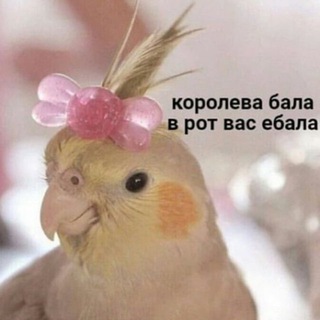 Поднялась на Таро