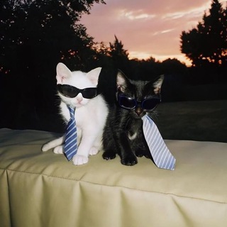 Клуб сильных котят (Подростки Владивостока)