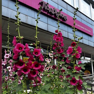 Sale Подружка 🛍️