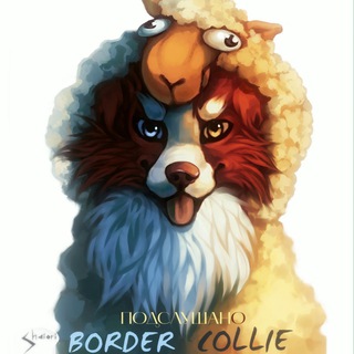 Подслушано бордер колли без цензуры