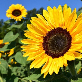 Подсолнухи. Православные рассказы, стихи, притчи. Аудио. Видео.