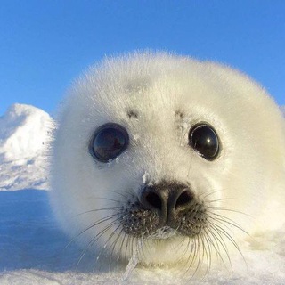 День вп🦭༄Подводный мир кф!!