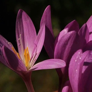 Безвременник прекрасный