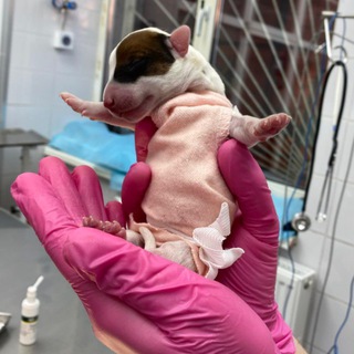 «Вет и бред»