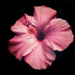 поля хейтит life