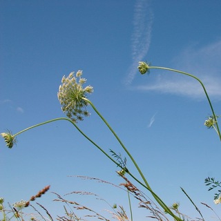 Полюбить Свою Землю