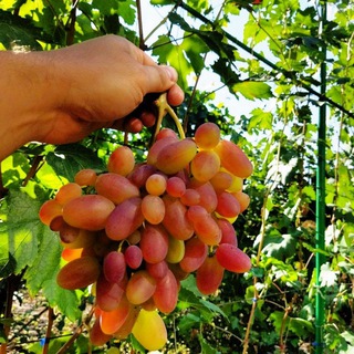 Домашний виноград Разумное🍇🍇🍇