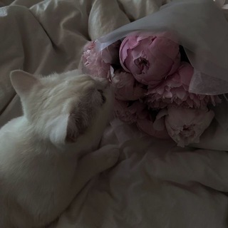 𝓡𝔂𝓼𝓲𝓴 _