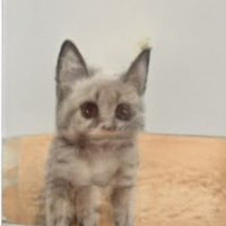 полёт мечети