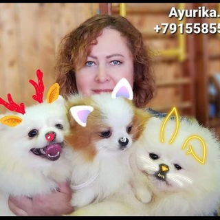 Питомник Аюрика Продажа щенков шпица, ккчс, левреток, пуделя. Владелец и заводчик Алла Сергеева т.+79155855337 WhatsApp