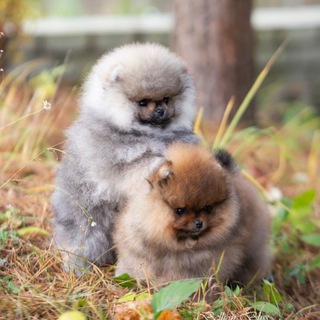 МИНИ БИШОН ( КОРЕЙСКИЙ МИНИ БИШОН) ПОМЕРАНСКИЙ ШПИЦ, 𝐊𝐞𝐧𝐧𝐞𝐥 𝐁𝐄𝐋𝐋𝐈𝐎𝐍 𝐁𝐋𝐈𝐒𝐒