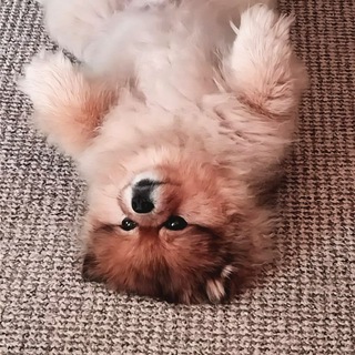 Померанский шпиц 🐕