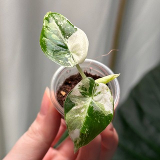 Продаю Зелёный притон