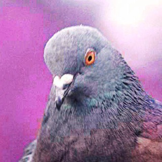 Помёт (приколы про говно)