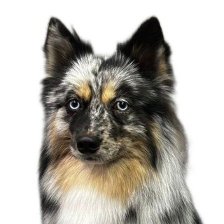 Помски Финик