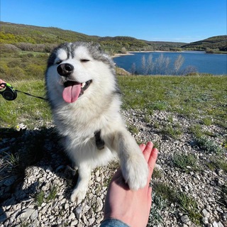 Помски_Финик