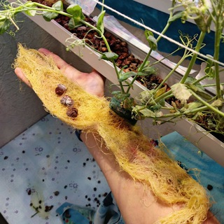 Галерея гидропоники