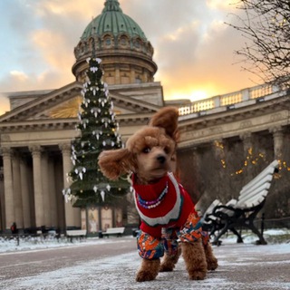 Пудель в большом городе