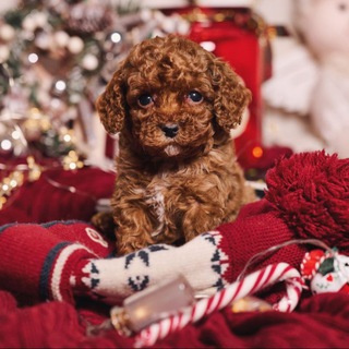 Пудели и мальтипу 🐾 ПУДЕЛЬ И ТОЧКА 🐶