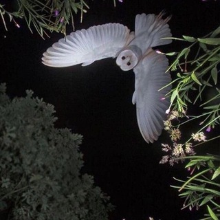 азалия алмазовна