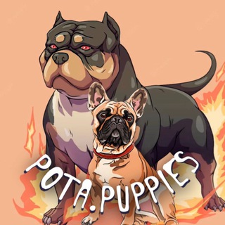 Pota.Puppies 💥 Питмоник Американские булли | Французские бульдоги
