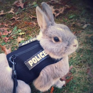 нищета и собаки: annotated