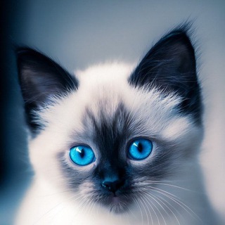 Усатый переполох