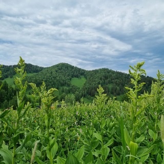 Осознанная Жизнь