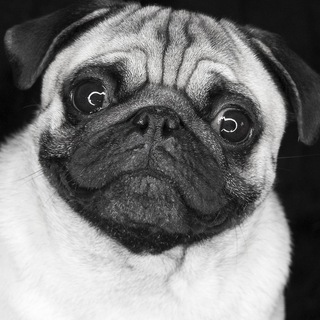 Православие и Мопсы